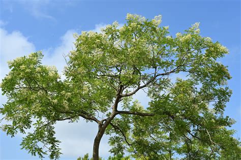 槐樹 意味|街路樹や庭木で有名なエンジュ（槐）とは？花言葉な。